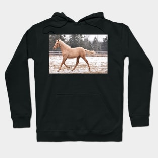 TB COLT Hoodie